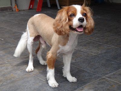 Diamond Naturals has created this wholesome dog food formulated especially for small breed puppies like your Cavalier. . Shaving king charles cavalier